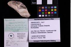 Foto (Objekt + Etiketten) von Culmenformosa sp. (NHMW-GEO-1990-0041-0479)